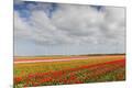 Premium Photographic Print