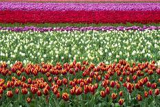 Tulip Fields in Holland-AndreAnita-Framed Photographic Print