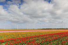 Tulip Fields in Holland-AndreAnita-Framed Photographic Print