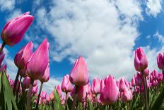 Tulip Fields in Holland-AndreAnita-Photographic Print