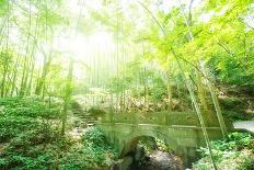 Old Stone Bridge and Lush Foliage in the Yun Qi Bamboo Forest, Zhejiang, China-Andreas Brandl-Photographic Print
