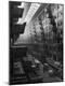 Photographic Print