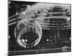 Photographic Print