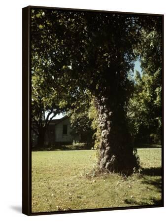 Gnarled Apple Tree Planted over 100 Years Ago by Johnny