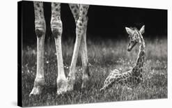 Curious / Annoyed / Curious-Andreas Feldtkeller-Giclee Print