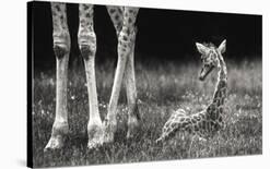 Well Protected-Andreas Feldtkeller-Framed Giclee Print