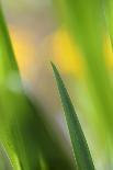 Marsh Iris, Yellow Iris, Iris Pseudacorus, Leaves in the Back Light-Andreas Keil-Photographic Print