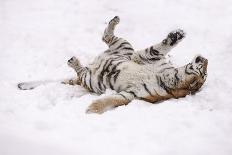 Siberian Tiger, Panthera Tigris Altaica, Female Rolls in the Snow-Andreas Keil-Photographic Print