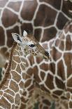 Somali Giraffe, Giraffa Camelopardalis Reticulata, Young Animal in the Herd, Close-Up-Andreas Keil-Photographic Print