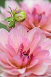 Water Lily - Dahlia, Dahlia X Hoard Sis 'Sourir De Crozon', Blossoms, Bud, Close-Up-Andreas Keil-Photographic Print