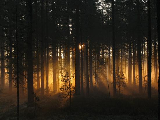 Photographic Print, , large
