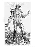 Anatomical Study, Illustration from "De Humani Corporis Fabrica", 1543-Andreas Vesalius-Giclee Print