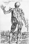 Human Skeleton (Print)-Andreas Vesalius-Giclee Print