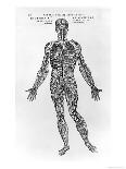 Vascular System of the Brain-Andreas Vesalius-Giclee Print