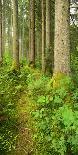 Path Through Nearly Natural Spruce Forest, Ammergau Alps, Saulgrub, Bavaria, Germany-Andreas Vitting-Photographic Print