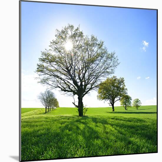 Photographic Print, , large