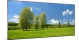 Photographic Print