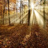 Sunrays and Morning Fog, Deciduous Forest in Autumn, Ziegelroda Forest, Saxony-Anhalt, Germany-Andreas Vitting-Photographic Print