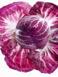 Radicchio-Andreas Wegelin-Photographic Print