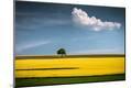 Photographic Print