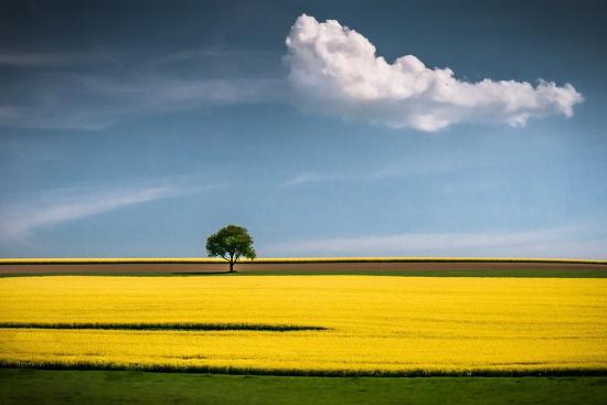 Photographic Print, , large