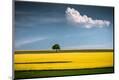 Photographic Print