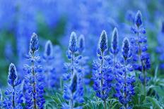 Blue lupin, Sierra de Grazalema Natural Park, southern Spain-Andres M. Dominguez-Photographic Print