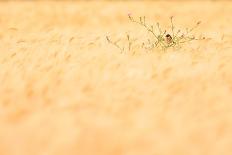 Little owl chicks in nest hole, Arcos de la Frontera, Spain-Andres M. Dominguez-Photographic Print