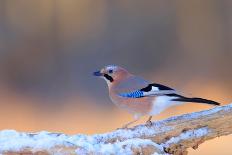 Eurasian jay perched on snow-covered branch, Poland-Andres M. Dominguez-Photographic Print