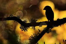 Hawfinch silhouetted on a branch of Portuguese oak, Spain-Andres M. Dominguez-Premier Image Canvas