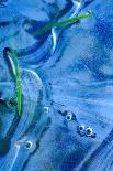 Blue butterfly frozen in ice, Cortes de la Frontera, Los Alcornocales Natural Park. Spain-Andres M. Dominguez-Photographic Print