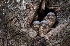 Little owl chicks in nest hole, Arcos de la Frontera, Spain-Andres M. Dominguez-Photographic Print