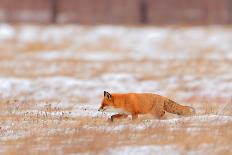 Red fox trotting through snow-covered agricultural field, Poland-Andres M. Dominguez-Photographic Print