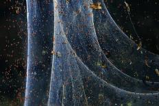 Blue butterfly frozen in ice, Cortes de la Frontera, Los Alcornocales Natural Park. Spain-Andres M. Dominguez-Photographic Print