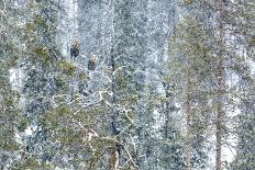 Hawfinch silhouetted on a branch of Portuguese oak, Spain-Andres M. Dominguez-Photographic Print