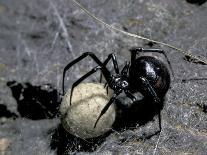 Black Widow Spider and Egg, Machu Picchu, Peru-Andres Morya-Photographic Print