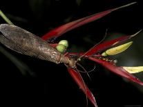Heliconia and Stone Fly, Machu Picchu, Peru-Andres Morya-Photographic Print