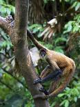 Three-Toed Sloth (Bradypus Variegatus) Perezoso De Tres Dedos, Cahuita, Caribe, Costa Rica-Andres Morya Hinojosa-Photographic Print