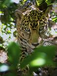 Jaguar (Panthera Onca), Central America Jaguar (Panthera Onca) Linnaeus, Costa Rica-Andres Morya Hinojosa-Photographic Print