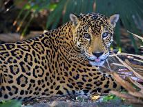 Jaguar (Panthera Onca), Central America Jaguar (Panthera Onca) Linnaeus, Costa Rica-Andres Morya Hinojosa-Photographic Print