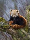 Red Panda (Ailurus Fulgens), Himalayas-Andres Morya Hinojosa-Photographic Print