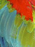 Scarlet Macaw (Ara Macao), Argentina-Andres Morya Hinojosa-Photographic Print