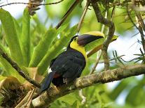 The Chestnut-Mandibled Toucan, or Swainson's Toucan (Ramphastos Swainsonii), Costa Rica-Andres Morya Hinojosa-Photographic Print