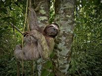 Three-Toed Sloth (Bradypus Variegatus) Perezoso De Tres Dedos, Cahuita, Caribe, Costa Rica-Andres Morya Hinojosa-Photographic Print