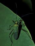 Heliconia and Stone Fly, Machu Picchu, Peru-Andres Morya-Photographic Print