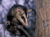 Opossum, Huara, Lima-Andres Morya-Framed Photographic Print
