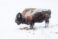 American bison (Bison bison), covered in snow, Montana, North America-Andrew Coleman-Photographic Print