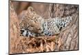 Premium Photographic Print