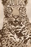 Leopard-Andrew Cooper-Framed Art Print