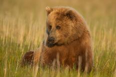 Coastal Brown Bears Standing Up in a Sedge Field in Lake Clark National Park-Andrew Czerniak-Premier Image Canvas